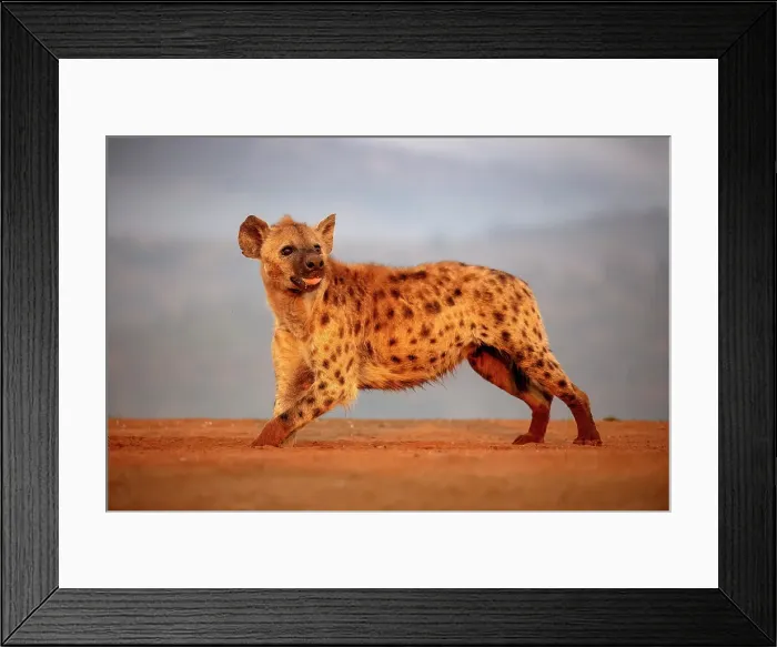 Framed Print : Spotted hyena, Zimanga Private Game Reserve, Natal, South Africa Framed Print : Spotted hyena, Zimanga Private Game Reserve, Natal, South Africa