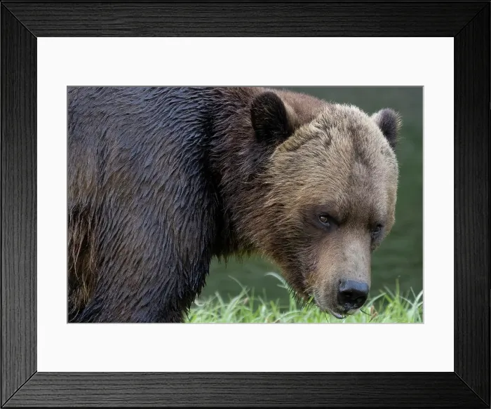 Framed Print : A male grizzly bear close-up looking at camera in the Khutzeymateen Grizzly Bear Sanctuary, Canada Framed Print : A male grizzly bear close-up looking at camera in the Khutzeymateen Grizzly Bear Sanctuary, Canada