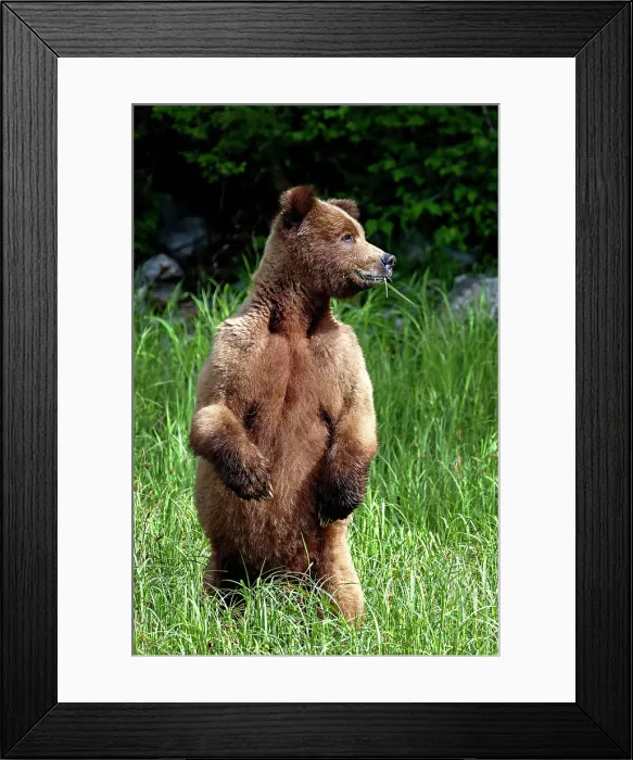 Framed Print : A bear stands in the sedge grass in the khutzeymateen grizzly bear sanctuary, canada