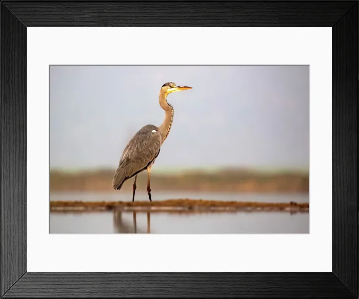 Framed Print : Grey heron, Zimanga Private Game Reserve, Natal, South Africa Framed Print : Grey heron, Zimanga Private Game Reserve, Natal, South Africa