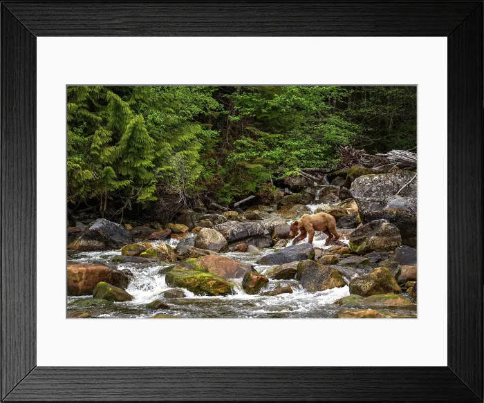 Framed Print : A grizzly bear walks over a waterfall in the Khutzeymateen Grizzly Bear Sanctuary, Canada Framed Print : A grizzly bear walks over a waterfall in the Khutzeymateen Grizzly Bear Sanctuary, Canada