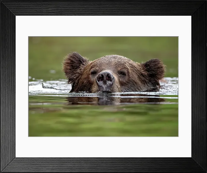 Framed Print : Grizzly bear swimming in the Khtuzeyemateen Grizzly Bear Sanctuary, Canada Framed Print : Grizzly bear swimming in the Khtuzeyemateen Grizzly Bear Sanctuary, Canada