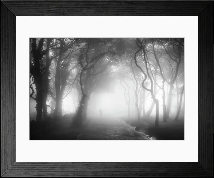 Framed Print : Misty forest, North Yorkshire, England Framed Print : Misty forest, North Yorkshire, England