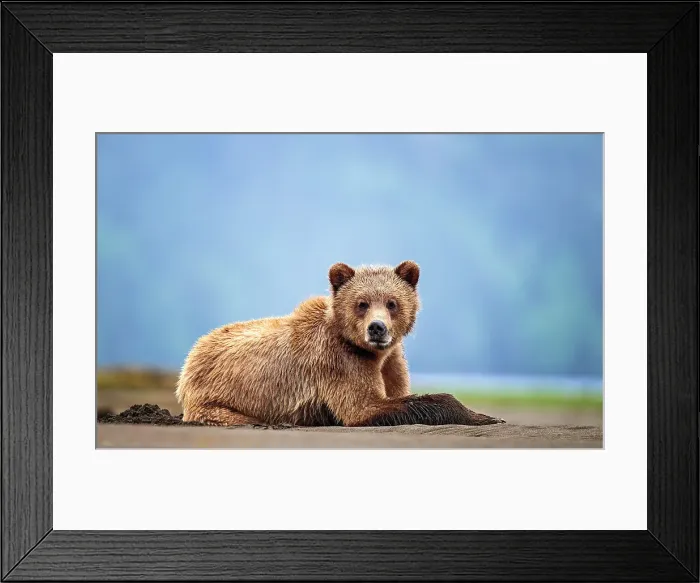 Framed Print : A grizzly bear lying in the mud flats in the Khutzeymateen Grizzly Bear Sanctuary, Canada Framed Print : A grizzly bear lying in the mud flats in the Khutzeymateen Grizzly Bear Sanctuary, Canada