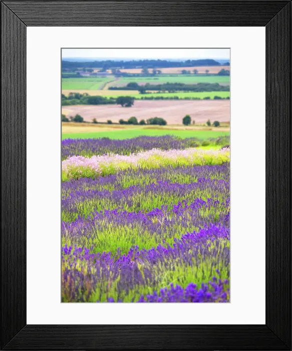 Framed Print : Lavender fields in North Yorkshire, England Framed Print : Lavender fields in North Yorkshire, England
