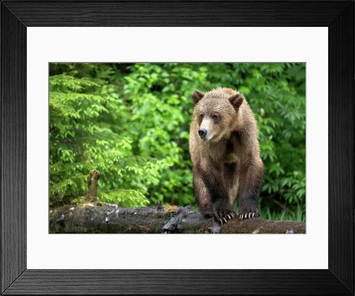 Framed Print : A grizzly bear standing on a log in the forest in the Khutzeymateen Grizzly Bear Sanctuary, Canada Framed Print : A grizzly bear standing on a log in the forest in the Khutzeymateen Grizzly Bear Sanctuary, Canada