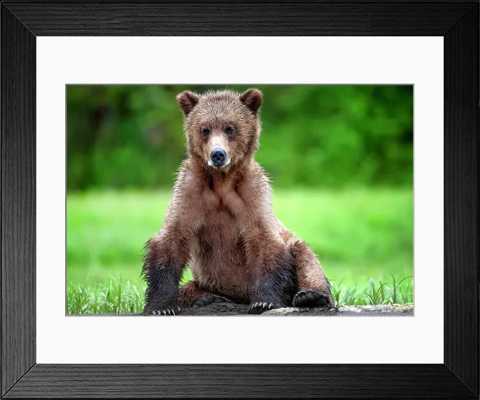 Framed Print : A young female grizzly bear sitting in the Khutzeymateen Grizzly Bear Sanctuary Framed Print : A young female grizzly bear sitting in the Khutzeymateen Grizzly Bear Sanctuary