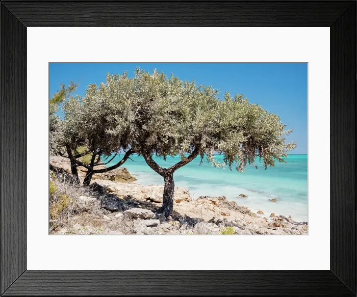 Framed Print : Coastal scenery, tree by the turquoise water. Madagascar, Africa. Spiny forest at Salary Bay Framed Print : Coastal scenery, tree by the turquoise water. Madagascar, Africa. Spiny forest at Salary Bay