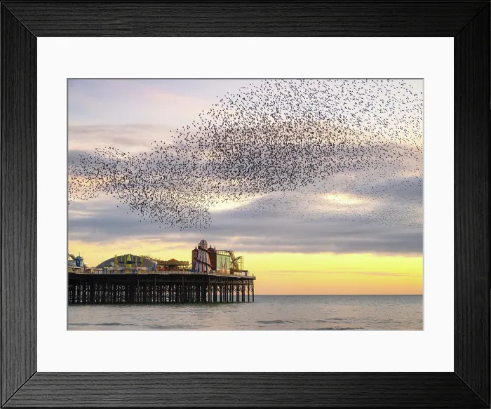 Framed Print : Starling murmuration at sunset over the Brighton Palace Pier, City of Brighton and Hove, East Sussex, England Framed Print : Starling murmuration at sunset over the Brighton Palace Pier, City of Brighton and Hove, East Sussex, England