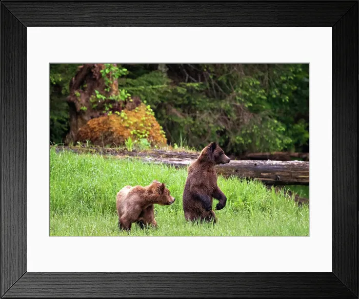 Framed Print : Young grizzly bears in the sedge grass in the Khutzeymateen Grizzly Bear Sanctuary, Canada Framed Print : Young grizzly bears in the sedge grass in the Khutzeymateen Grizzly Bear Sanctuary, Canada