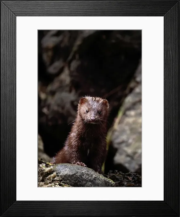 Framed Print : A mink amongst the rocks in the Khutzeymateen Grizzly Bear Rainforest, Canada Framed Print : A mink amongst the rocks in the Khutzeymateen Grizzly Bear Rainforest, Canada