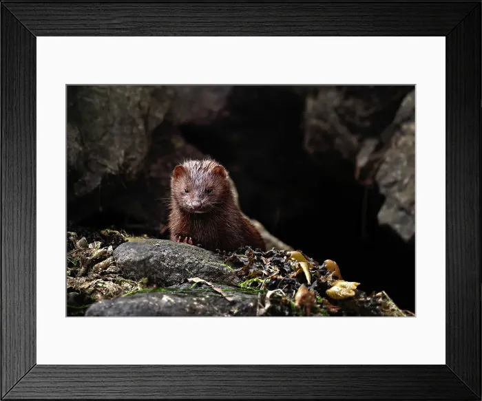 Framed Print : A mink amongst the rocks in the Khutzeymateen Grizzly Bear Rainforest, Canada