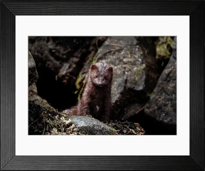 Framed Print : A mink amongst the rocks in the Khutzeymateen Grizzly Bear Rainforest, Canada Framed Print : A mink amongst the rocks in the Khutzeymateen Grizzly Bear Rainforest, Canada