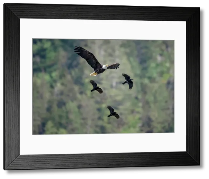 Framed Print : A bald eagle is falnked by ravens in the Great Bear Rainforet, British Columbia, Canada Framed Print : A bald eagle is falnked by ravens in the Great Bear Rainforet, British Columbia, Canada