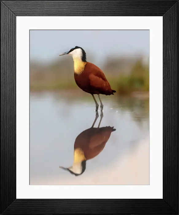 Framed Print : African jacana, Zimanga Private Game Reserve, Natal, South Africa Framed Print : African jacana, Zimanga Private Game Reserve, Natal, South Africa