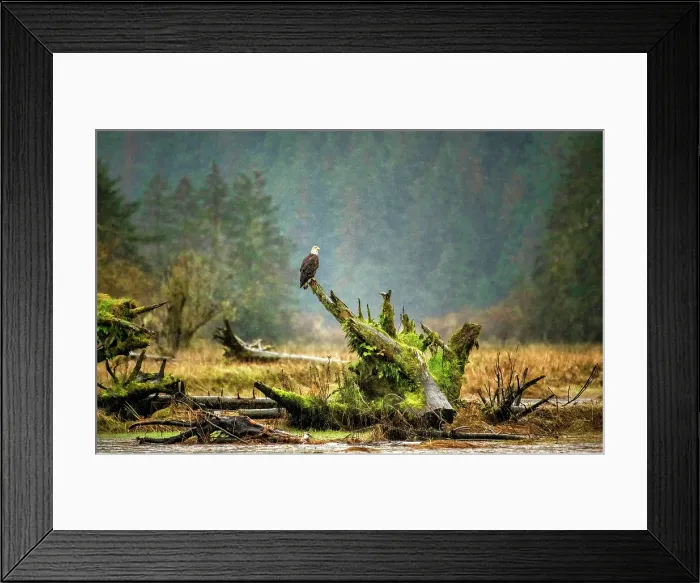 Framed Print : A bald eagle sits in the rain on a tree stump in the Great Bear Rainforest, British Columbia, Canada Framed Print : A bald eagle sits in the rain on a tree stump in the Great Bear Rainforest, British Columbia, Canada