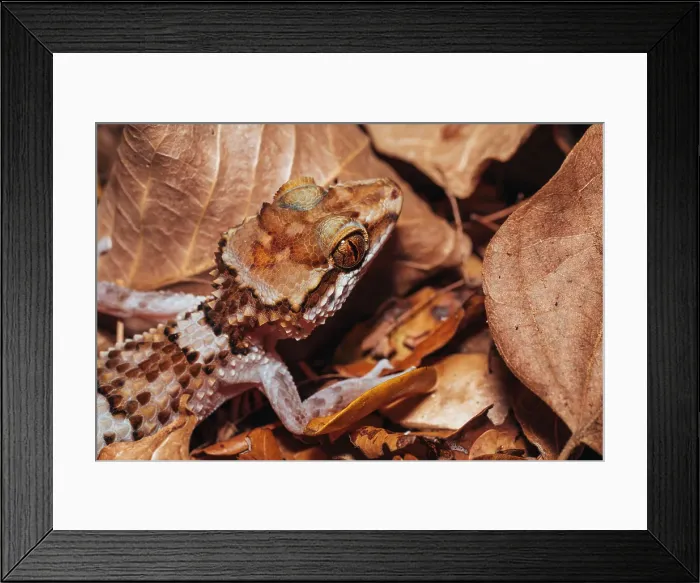 Framed Print : Gecko camouflaged among fallen leaves. Madagascar, Africa. Kirindy forest Framed Print : Gecko camouflaged among fallen leaves. Madagascar, Africa. Kirindy forest
