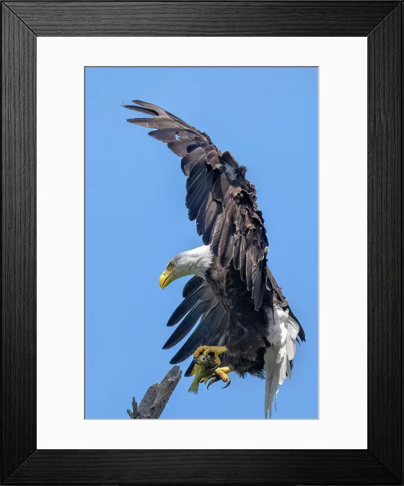 Framed Print : An adult bald eagle return to the nest with chicks with a fish on Sharbot Lake, Ontario, Canada Framed Print : An adult bald eagle return to the nest with chicks with a fish on Sharbot Lake, Ontario, Canada