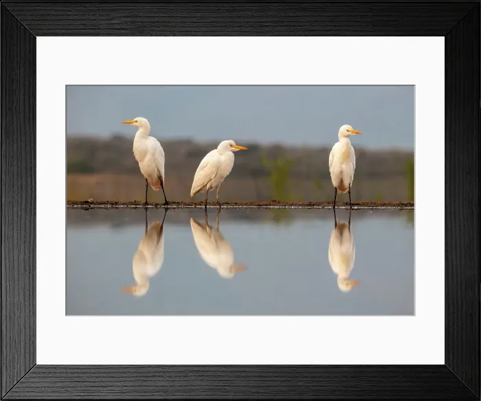 Framed Print : Western cattle egrets, Zimanga Private Game Reserve, Natal, South Africa Framed Print : Western cattle egrets, Zimanga Private Game Reserve, Natal, South Africa