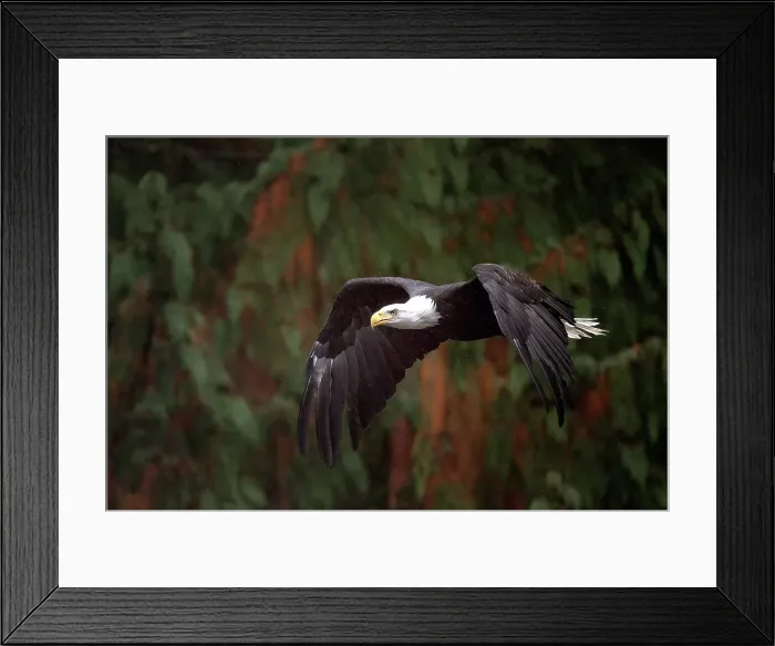Framed Print : A bald eagle in flight in the Great Bear Rainforest, British Columbia, Canada Framed Print : A bald eagle in flight in the Great Bear Rainforest, British Columbia, Canada