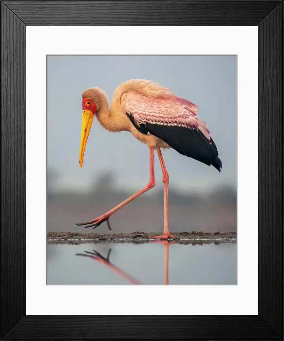 Framed Print : Yellow billed stork and its reflection in a lagoon Zimanga Private Game Reserve, Natal, South Africa Framed Print : Yellow billed stork and its reflection in a lagoon Zimanga Private Game Reserve, Natal, South Africa