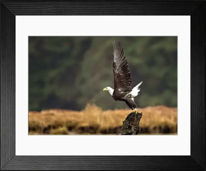 Framed Print : A bald eagle tkaing off from a tree in the Great Bear Rainforest, British Columbia, Canada Framed Print : A bald eagle tkaing off from a tree in the Great Bear Rainforest, British Columbia, Canada