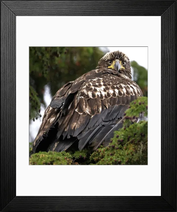 Framed Print : A JUVENILE bald eagle sits in a tree inthe Great Bear Rainforest, British Columbia, Canada