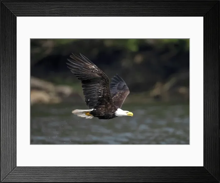 Framed Print : A bald eale in flight on Vancouve4r Island, British Columbia, Canada Framed Print : A bald eale in flight on Vancouve4r Island, British Columbia, Canada