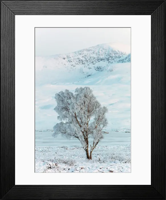 Framed Print : Tree covered in hoar frost, Rannoch Moor, Highand, Scotland Framed Print : Tree covered in hoar frost, Rannoch Moor, Highand, Scotland