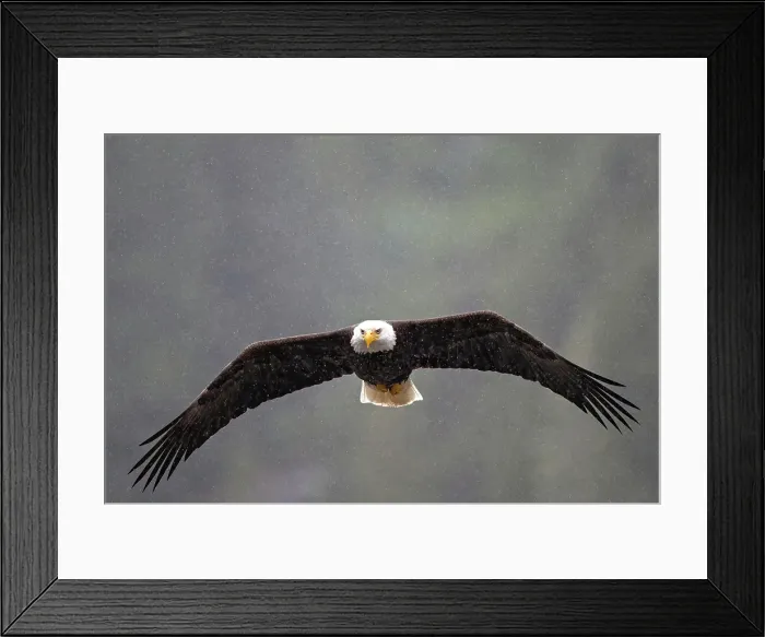 Framed Print : A bald eagle in flight in the snow in the Great Bear Rainforest, British Columbia, Canada Framed Print : A bald eagle in flight in the snow in the Great Bear Rainforest, British Columbia, Canada