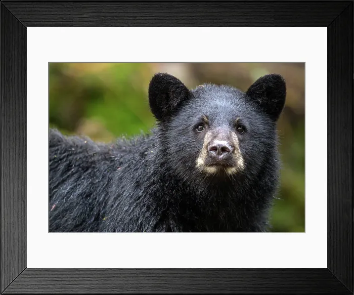Framed Print : A black bear cub looks at th elens in the Great. Bear Rainforest, Britishc Columbia, Canada