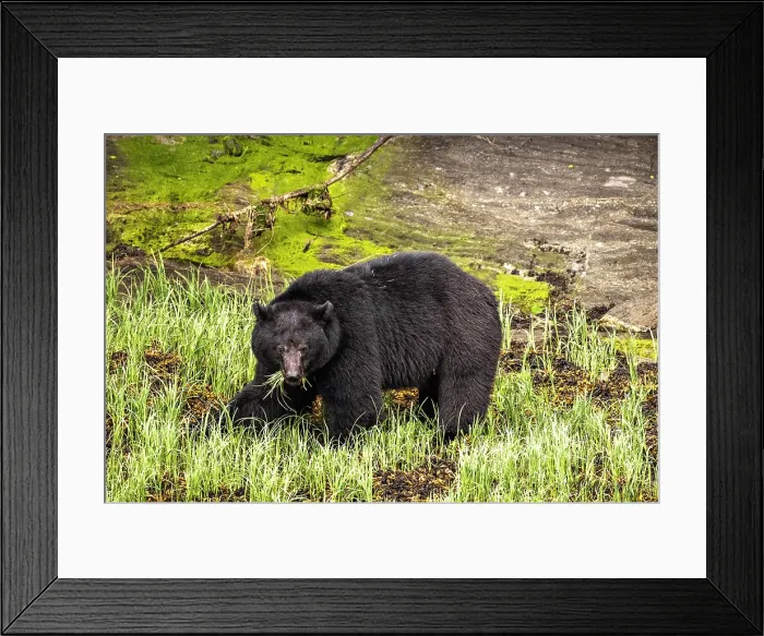 Framed Print : Black bear eating sedge grass in the Great Bear Rainforest, British Columbia, Canada Framed Print : Black bear eating sedge grass in the Great Bear Rainforest, British Columbia, Canada