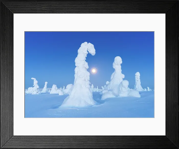 Framed Print : Majestic ice sculptures wrapped in snow lit by full moon at dusk, Riisitunturi National Park, Posio, Lapland, Finland Framed Print : Majestic ice sculptures wrapped in snow lit by full moon at dusk, Riisitunturi National Park, Posio, Lapland, Finland