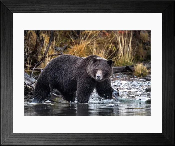 Framed Print : A coastal brown bear walks along the shorline of Chilko Lake, British Columbia, Canada in search of salmon Framed Print : A coastal brown bear walks along the shorline of Chilko Lake, British Columbia, Canada in search of salmon