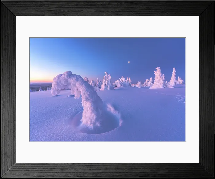 Framed Print : Frozen trees wrapped in snow lit by moon at sunrise, Riisitunturi National Park, Posio, Lapland, Finland Framed Print : Frozen trees wrapped in snow lit by moon at sunrise, Riisitunturi National Park, Posio, Lapland, Finland