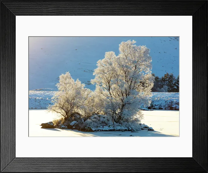 Framed Print : Trees covered in hoar frost, Loch Ba, Rannoch Moor, Highand, Scotland
