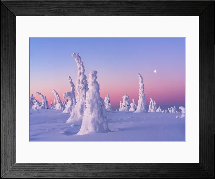 Framed Print : Sparse frozen trees wrapped in snow under a romantic sky at sunrise, Riisitunturi National Park, Posio, Lapland, Finland Framed Print : Sparse frozen trees wrapped in snow under a romantic sky at sunrise, Riisitunturi National Park, Posio, Lapland, Finland