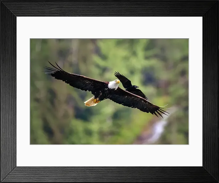 Framed Print : A bald eagle and raven together in flight in the Great Bear Rainforest, Briitish Columbi, Canada