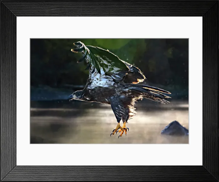 Framed Print : A bald eagle in flight inthe early morning in Chilko Lake, British Columbia, Canada Framed Print : A bald eagle in flight inthe early morning in Chilko Lake, British Columbia, Canada