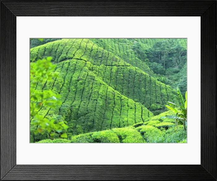 Framed Print : Tea plantation, Cameron Highlands, Pahang, Malaysia Framed Print : Tea plantation, Cameron Highlands, Pahang, Malaysia