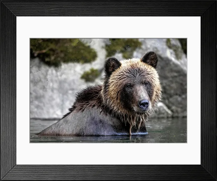 Framed Print : a grizzly bear in the water searching for salmon in the Great Bear rainfrest, BC, Canada Framed Print : a grizzly bear in the water searching for salmon in the Great Bear rainfrest, BC, Canada