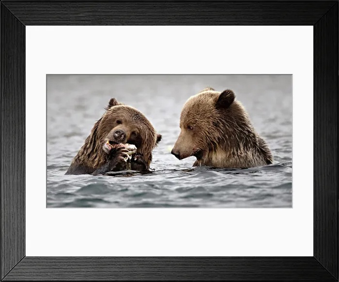 Framed Print : A momma grizzly and her cub eating salmon in the Chilko Lake water in British Columbia, Canada