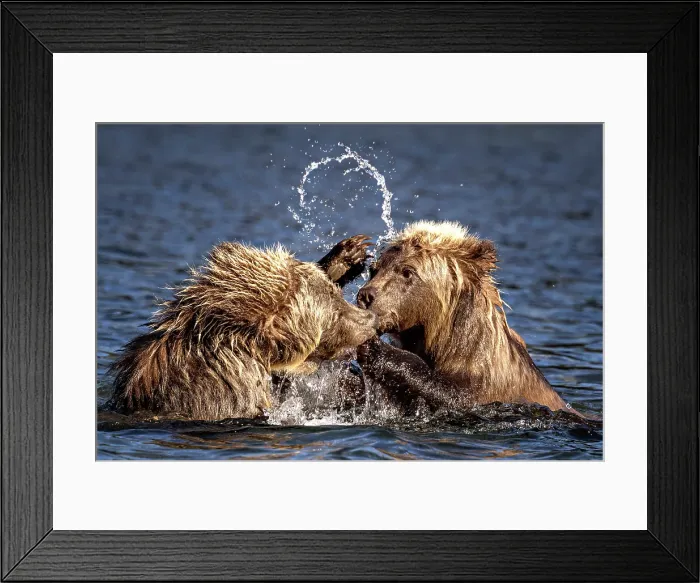 Framed Print : A pair of grizzly cubs spar in Chilko Lake, British Columbia, Canada Framed Print : A pair of grizzly cubs spar in Chilko Lake, British Columbia, Canada