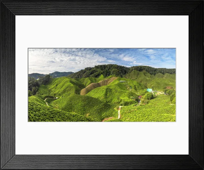 Framed Print : Cameron Valley tea plantation, Cameron Highlands, Pahang, Malaysia Framed Print : Cameron Valley tea plantation, Cameron Highlands, Pahang, Malaysia
