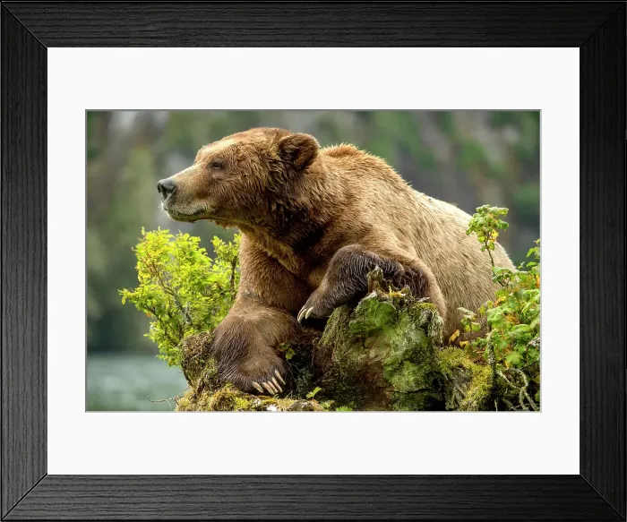 Framed Print : A grizzly bear n the Khutzeymateen Grizzly Bear Sanctuary in British Columbia, Canada Framed Print : A grizzly bear n the Khutzeymateen Grizzly Bear Sanctuary in British Columbia, Canada