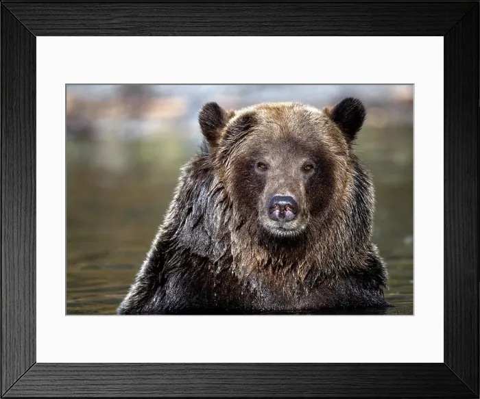 Framed Print : a grizzly bear in the autumn in Chilko Lake, British Columbia, Canada Framed Print : a grizzly bear in the autumn in Chilko Lake, British Columbia, Canada