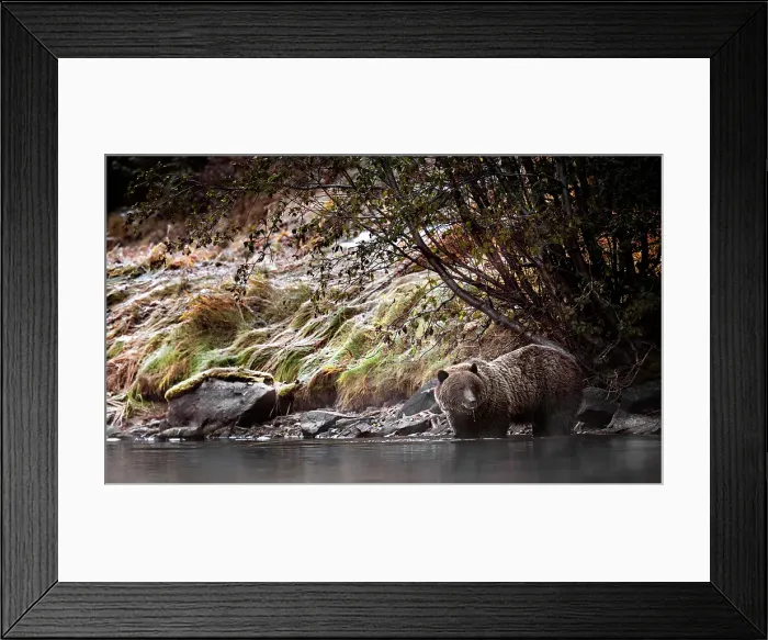 Framed Print : a grizzly bear in the autumn in Chilko Lake, British Columbia, Canada walking the shoreline in search of salmon Framed Print : a grizzly bear in the autumn in Chilko Lake, British Columbia, Canada walking the shoreline in search of salmon