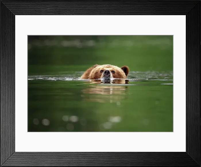 Framed Print : A grizzly bear swimming in the Khutzeymateen Grizzly Bear Sanctuary in British Columbia, Canada Framed Print : A grizzly bear swimming in the Khutzeymateen Grizzly Bear Sanctuary in British Columbia, Canada
