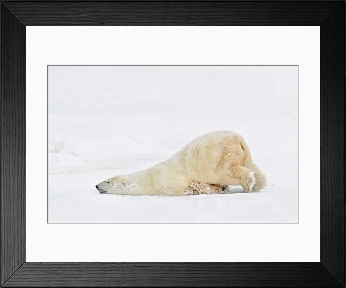 Framed Print : A polar bear sealing on the frozen snow in Churchill, Manitoba, Canada Framed Print : A polar bear sealing on the frozen snow in Churchill, Manitoba, Canada