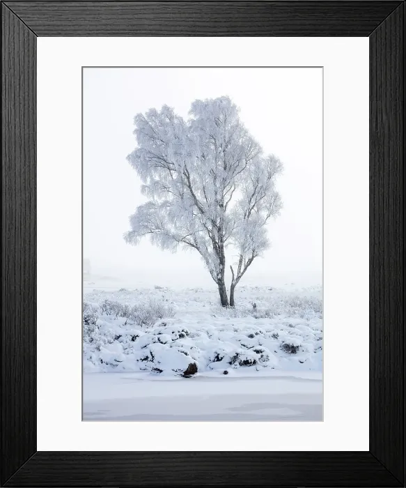 Framed Print : Tree covered in hoar frost, Rannoch Moor, Highand, Scotland Framed Print : Tree covered in hoar frost, Rannoch Moor, Highand, Scotland